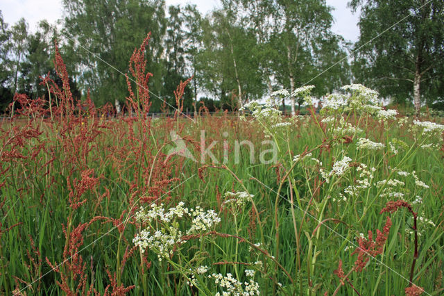 Common Sorrel (Rumex acetosa)