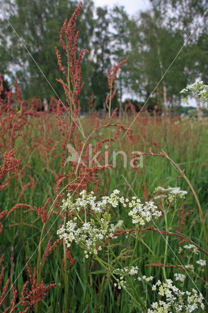 Common Sorrel (Rumex acetosa)