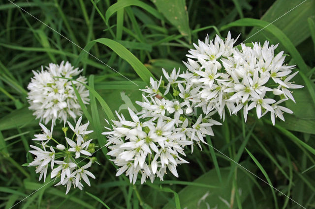 Daslook (Allium ursinum)