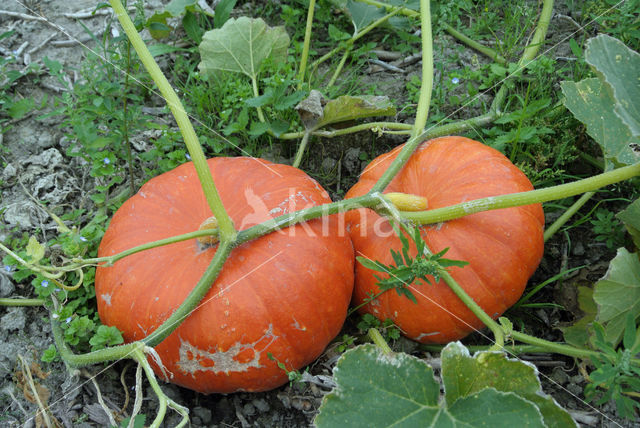 Pumpkin (Cucurbita spec.)