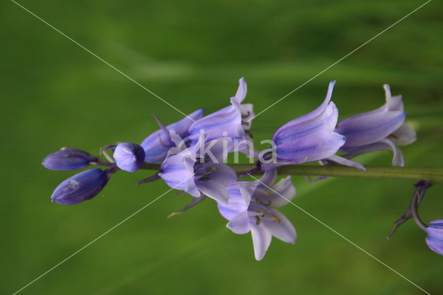 Bluebell (Hyacinthoides non-scripta