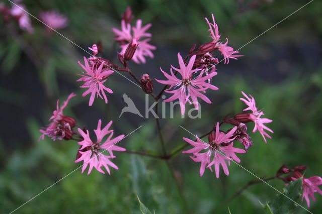 Echte koekoeksbloem (Lychnis flos-cuculi)