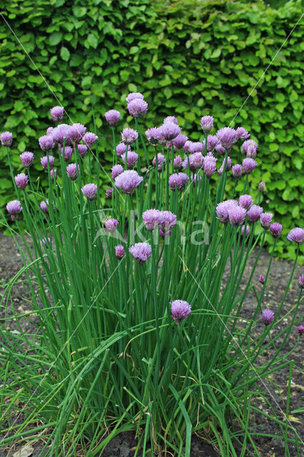 wild chives (Allium schoenoprasum)