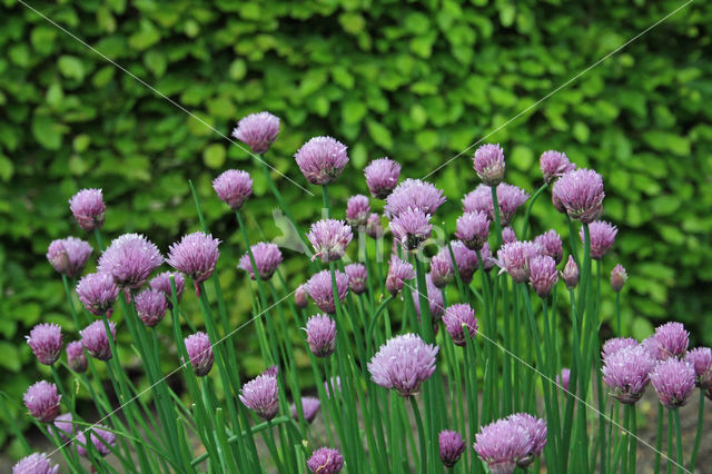 Bieslook (Allium schoenoprasum)