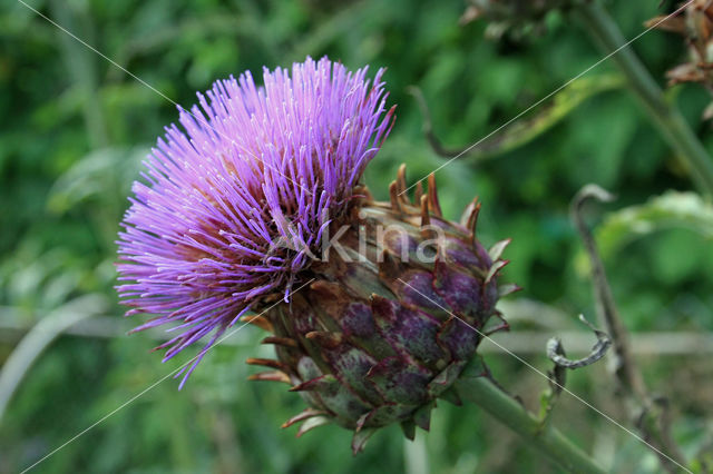 Kardoen (Cynara cardunculus)