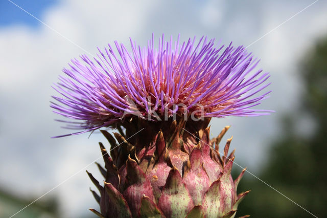 Kardoen (Cynara cardunculus)