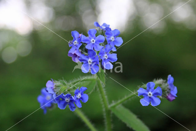 Blue-eyed Mary (Omphalodes verna)