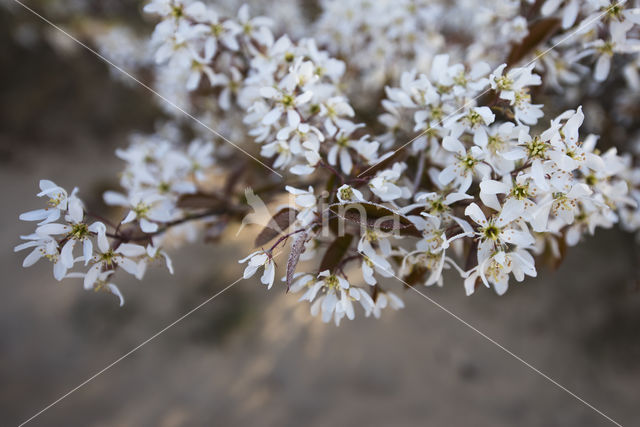 Amerikaans krentenboompje (Amelanchier lamarckii)