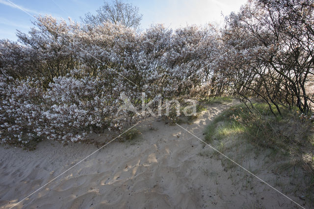 Amerikaans krentenboompje (Amelanchier lamarckii)