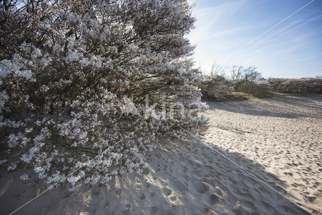 Juneberry (Amelanchier lamarckii)