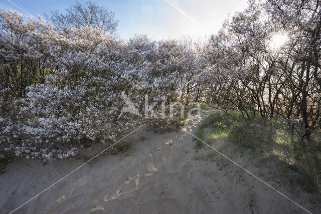 Amerikaans krentenboompje (Amelanchier lamarckii)