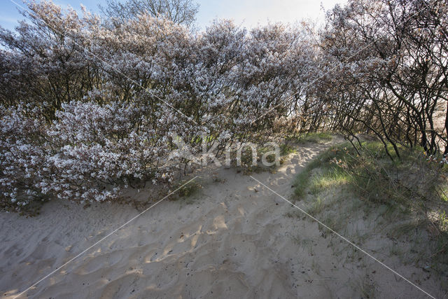 Juneberry (Amelanchier lamarckii)