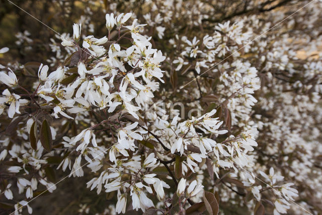 Juneberry (Amelanchier lamarckii)