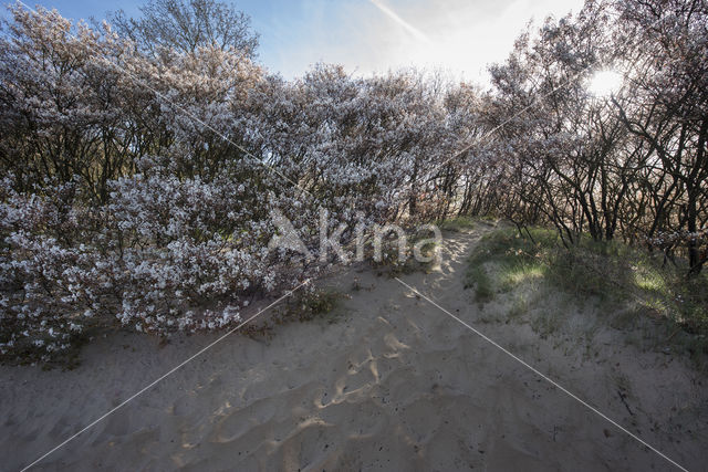 Juneberry (Amelanchier lamarckii)