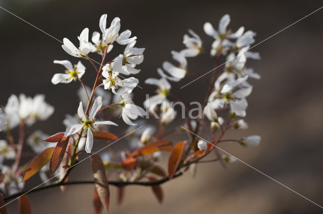 Juneberry (Amelanchier lamarckii)