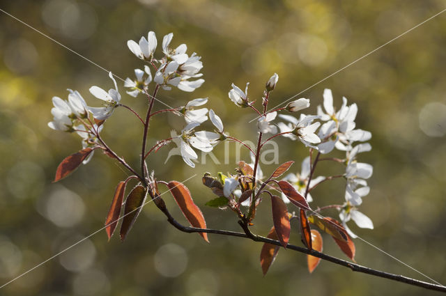 Amerikaans krentenboompje (Amelanchier lamarckii)