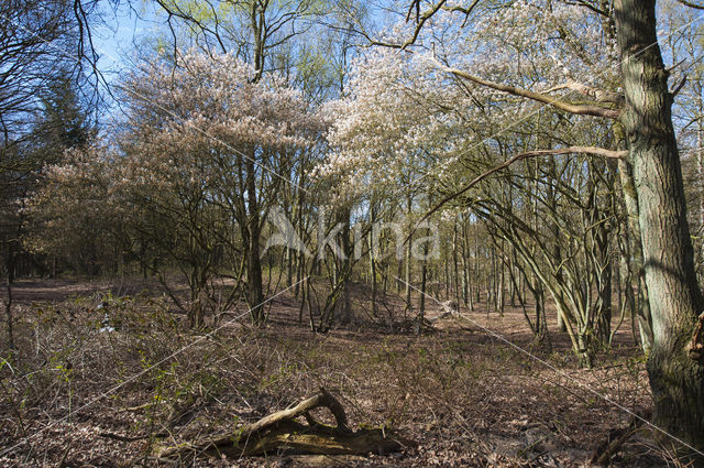 Amerikaans krentenboompje (Amelanchier lamarckii)