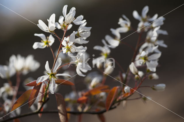 Juneberry (Amelanchier lamarckii)