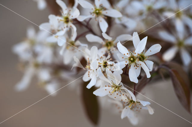 Amerikaans krentenboompje (Amelanchier lamarckii)