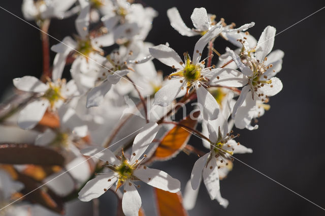 Juneberry (Amelanchier lamarckii)