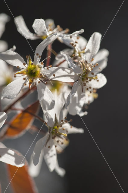 Amerikaans krentenboompje (Amelanchier lamarckii)