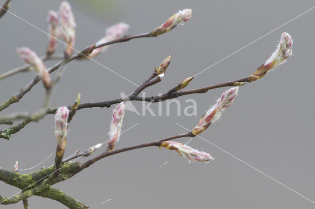 Juneberry (Amelanchier lamarckii)