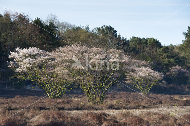 Amerikaans krentenboompje (Amelanchier lamarckii)