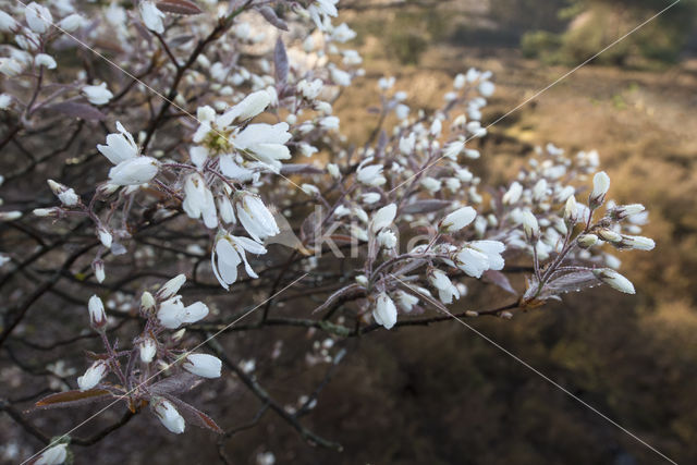 Juneberry (Amelanchier lamarckii)