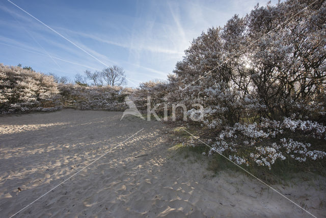 Amerikaans krentenboompje (Amelanchier lamarckii)