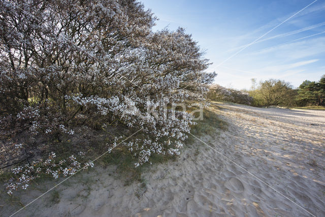 Amerikaans krentenboompje (Amelanchier lamarckii)