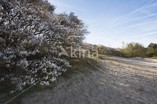 Amerikaans krentenboompje (Amelanchier lamarckii)