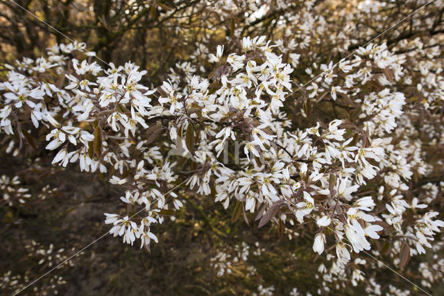 Juneberry (Amelanchier lamarckii)