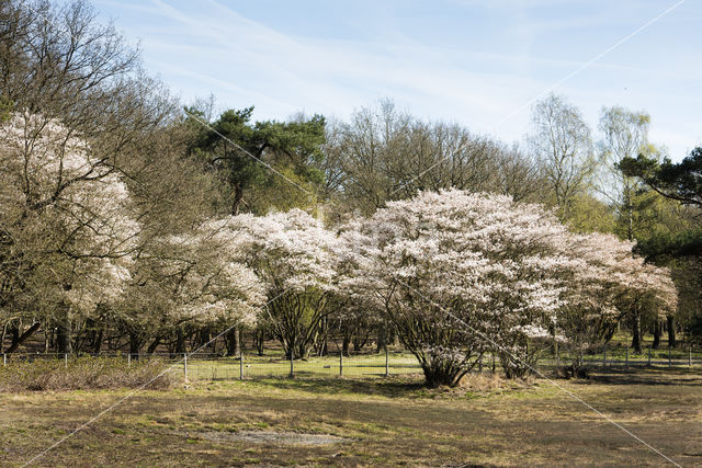 Juneberry (Amelanchier lamarckii)