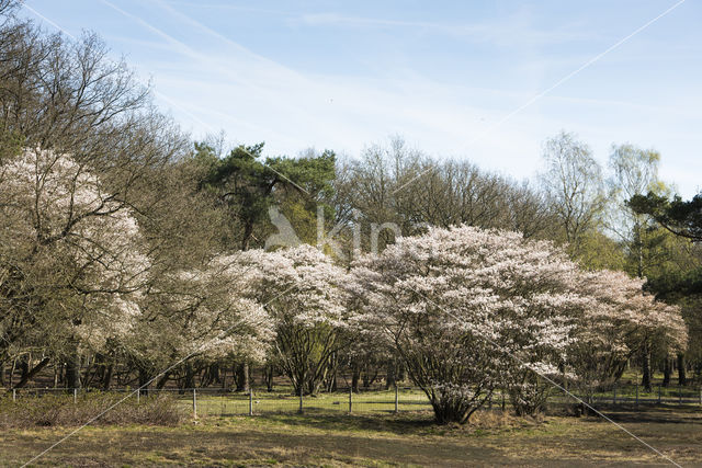 Juneberry (Amelanchier lamarckii)