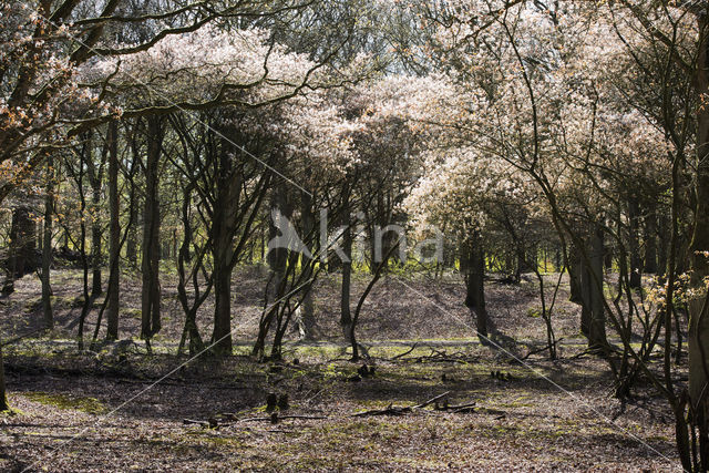 Juneberry (Amelanchier lamarckii)