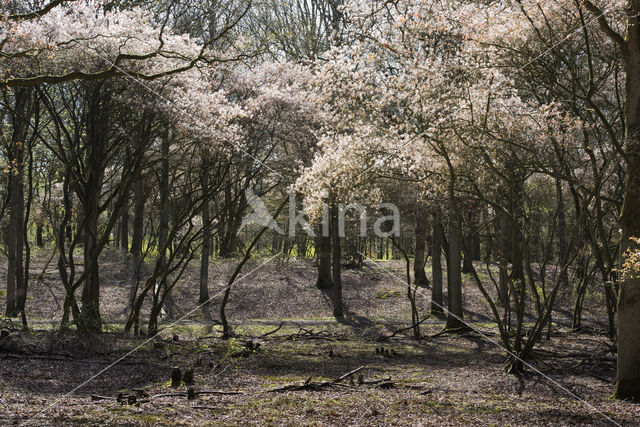 Juneberry (Amelanchier lamarckii)