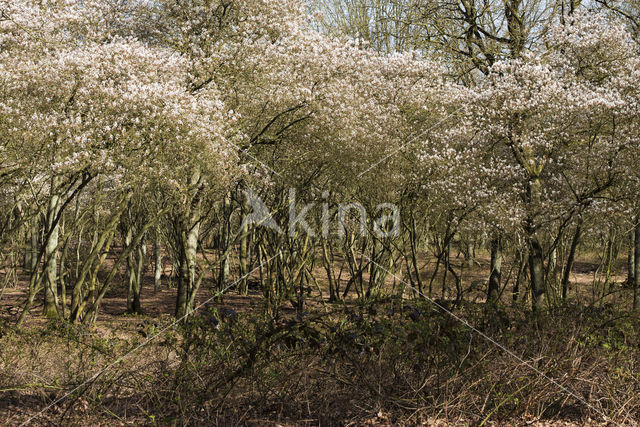 Juneberry (Amelanchier lamarckii)