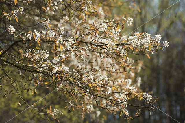 Juneberry (Amelanchier lamarckii)