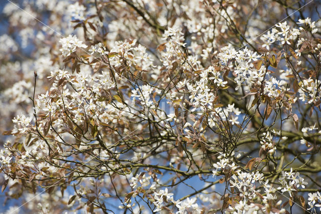 Juneberry (Amelanchier lamarckii)