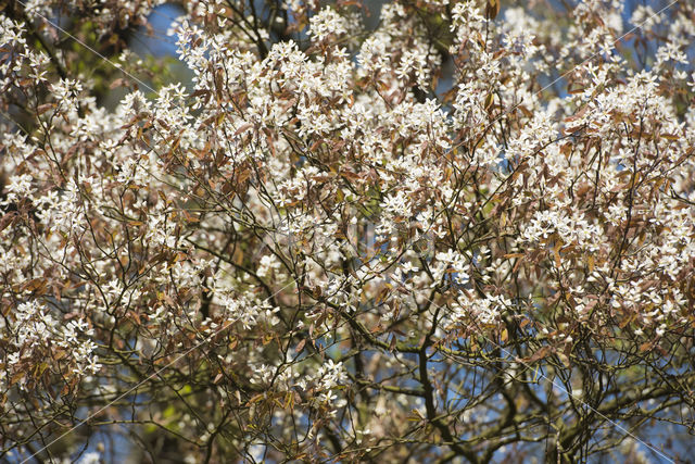 Amerikaans krentenboompje (Amelanchier lamarckii)