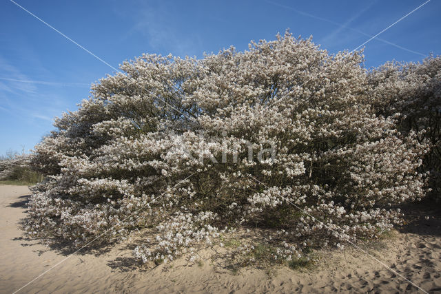 Amerikaans krentenboompje (Amelanchier lamarckii)