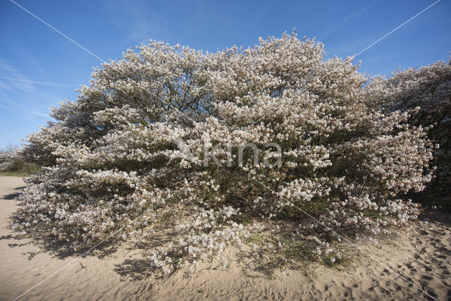 Juneberry (Amelanchier lamarckii)