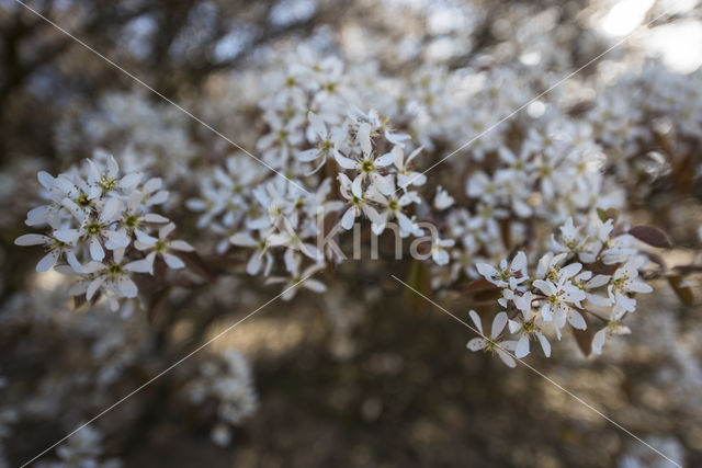 Amerikaans krentenboompje (Amelanchier lamarckii)