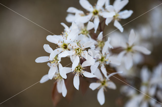 Amerikaans krentenboompje (Amelanchier lamarckii)