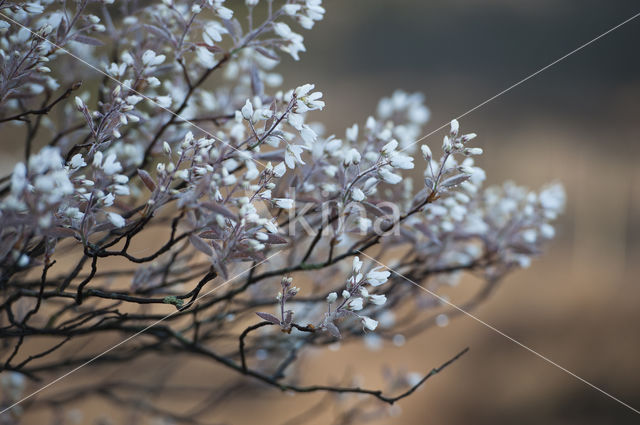 Juneberry (Amelanchier lamarckii)