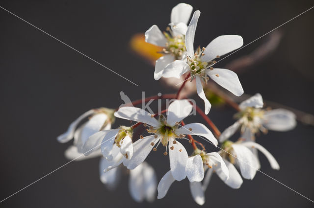 Amerikaans krentenboompje (Amelanchier lamarckii)