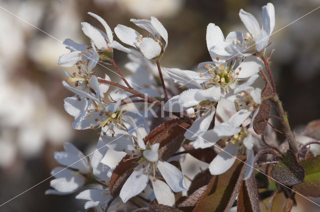 Juneberry (Amelanchier lamarckii)