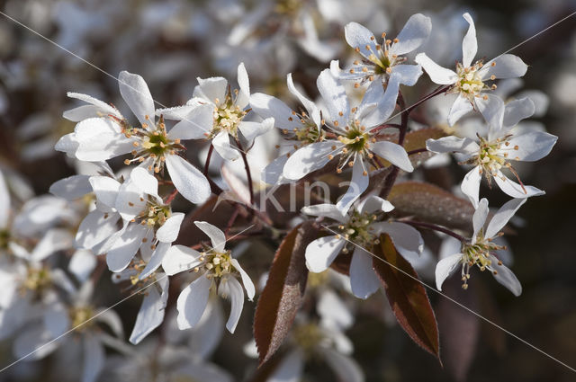 Juneberry (Amelanchier lamarckii)