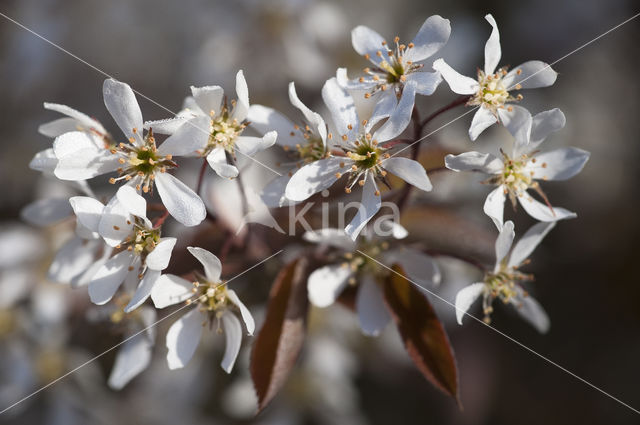 Amerikaans krentenboompje (Amelanchier lamarckii)