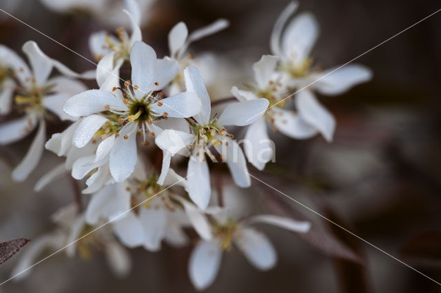 Juneberry (Amelanchier lamarckii)